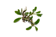 Bucephalandra Thick Brown Aquatic Plant - Buce Plant