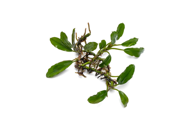 Bucephalandra Thick Brown Aquatic Plant - Buce Plant