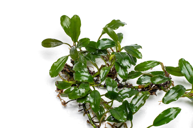 Bucephalandra Thick Brown Aquatic Plant - Buce Plant