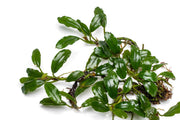 Bucephalandra Thick Brown Aquatic Plant - Buce Plant