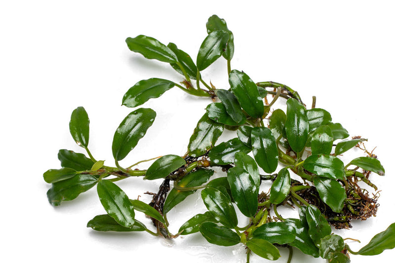 Bucephalandra Thick Brown Aquatic Plant - Buce Plant