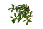 Bucephalandra Thick Brown Aquatic Plant - Buce Plant