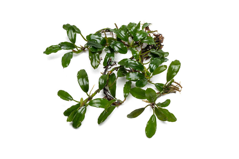 Bucephalandra Thick Brown Aquatic Plant - Buce Plant