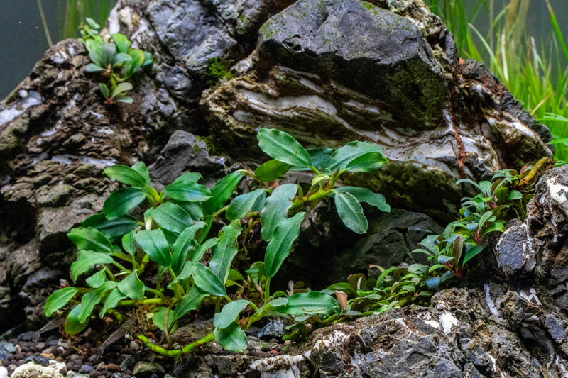 Bucephalandra Thick Brown Aquatic Plant - Buce Plant