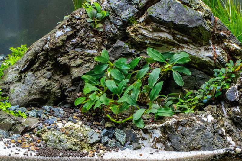 Bucephalandra Thick Brown Aquatic Plant - Buce Plant