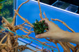 Bucephalandra Titan