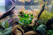 Bucephalandra Titan Bucephalandra - Buce Plant