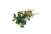 Bucephalandra Titan 2 Aquatic Plant - Buce Plant