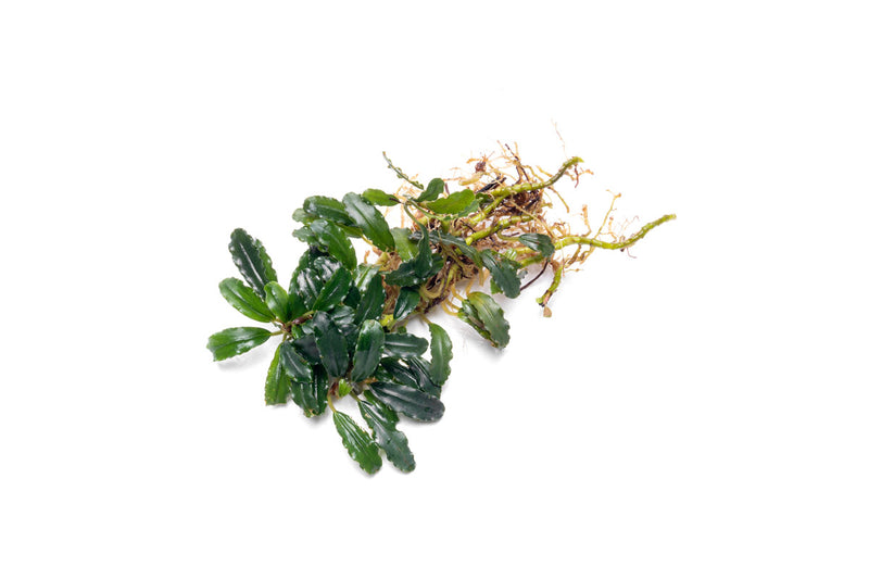 Bucephalandra Titan 2 Aquatic Plant - Buce Plant