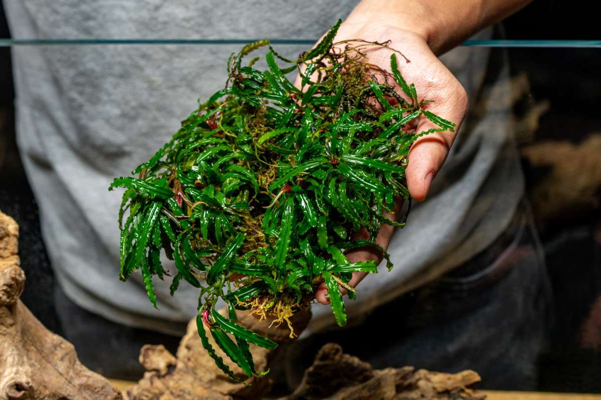 Bucephalandra Velvet 3 Color - Aquascaping Plant — Buce Plant