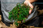 Team Buce Plant Starter Pack Bucephalandra - Buce Plant