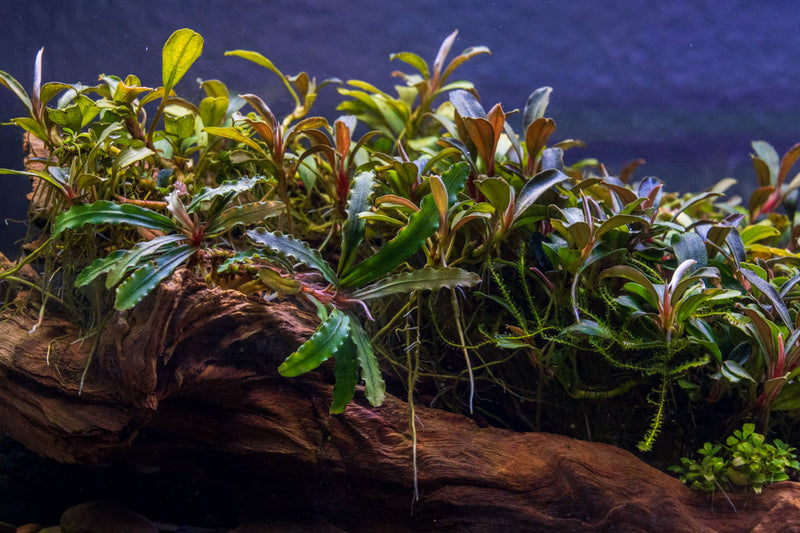 Bucephalandra Velvet (Farmed) Aquatic Plant - Buce Plant