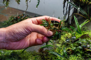 Bucephalandra Velvet (Farmed) Aquatic Plant - Buce Plant
