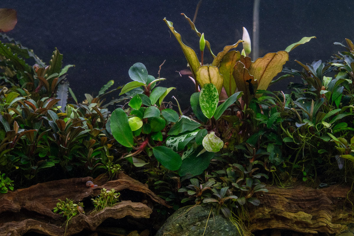 Bucephalandra White Jadite | Buce Plant