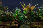 Bucephalandra White Jadite Bucephalandra - Buce Plant
