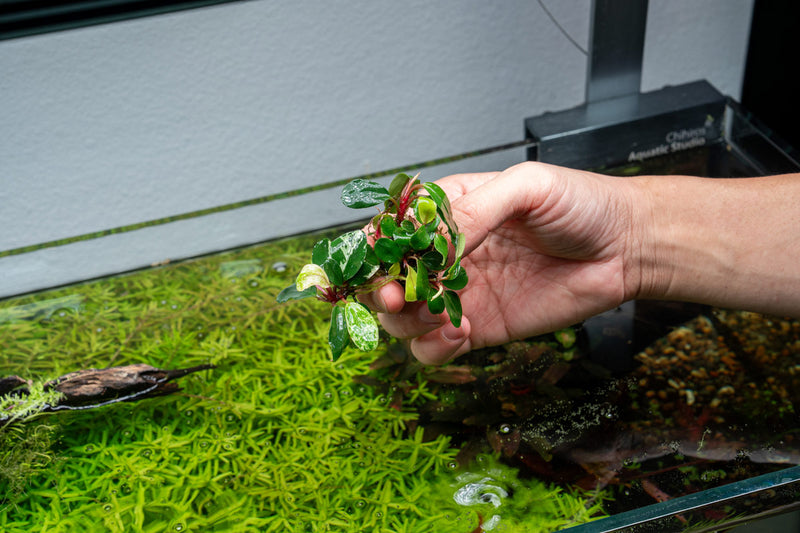 Bucephalandra White Jadite Bucephalandra - Buce Plant