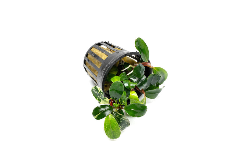 Bucephalandra White Jadite Bucephalandra - Buce Plant