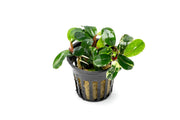 Bucephalandra White Jadite Bucephalandra - Buce Plant