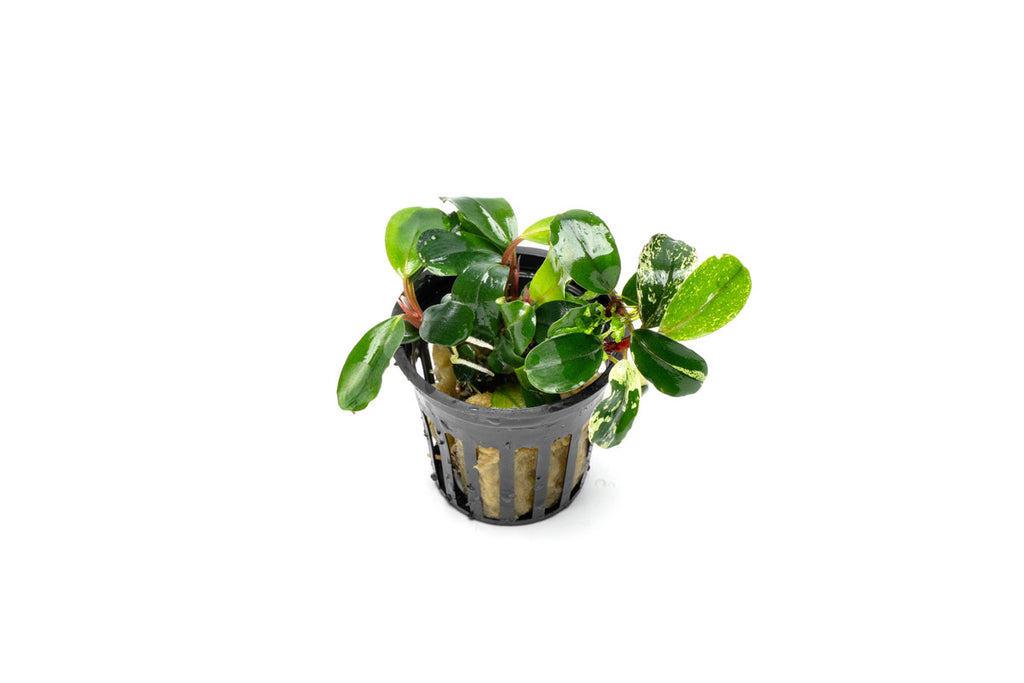 Bucephalandra White Jadite | Buce Plant