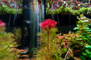 Red Cabomba Piauhyensis aquatic plant from IS, showing vibrant red feathery leaves suitable for freshwater aquariums.