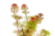 Red Cabomba Piauhyensis aquatic plant from IS with vibrant red foliage, ideal for freshwater aquariums.