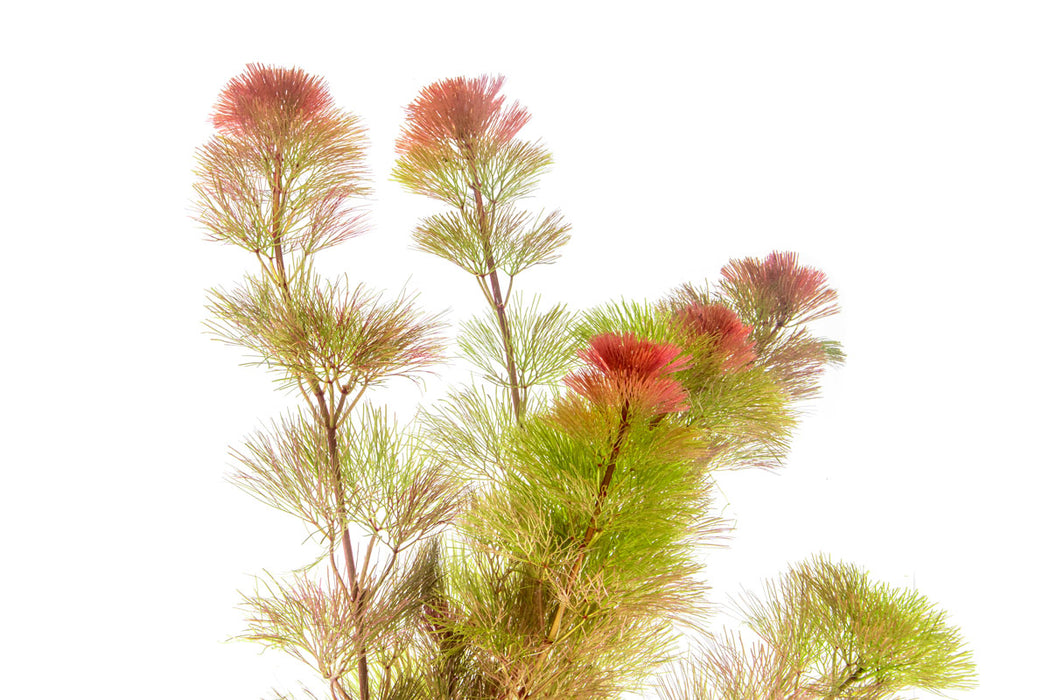 Cabomba Piauhyensis Red