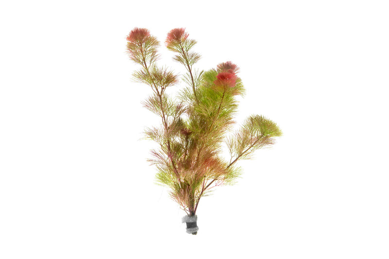 Red Cabomba Piauhyensis aquatic plant from IS, featuring vibrant red stems and delicate green leaves for freshwater aquariums.