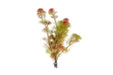 Cabomba Piauhyensis Red