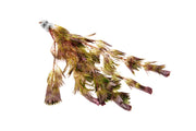 Red Cabomba Piauhyensis aquatic plant from IS, with vibrant red feathery leaves suitable for freshwater aquariums.