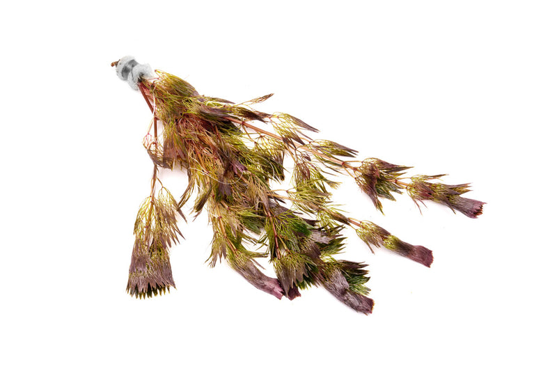Red Cabomba Piauhyensis aquatic plant from IS, with vibrant red feathery leaves suitable for freshwater aquariums.