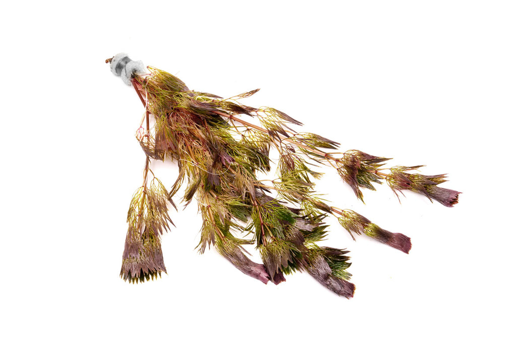 Cabomba Piauhyensis Red