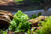 Cardamine Lyrata Aquatic Plant - Buce Plant