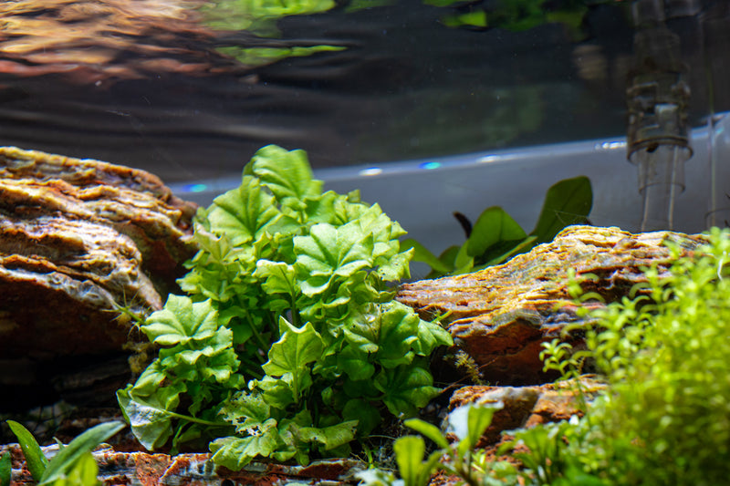Cardamine Lyrata Aquatic Plant - Buce Plant
