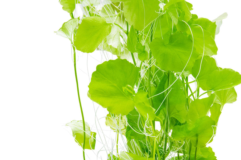 Cardamine Lyrata Aquatic Plant - Buce Plant