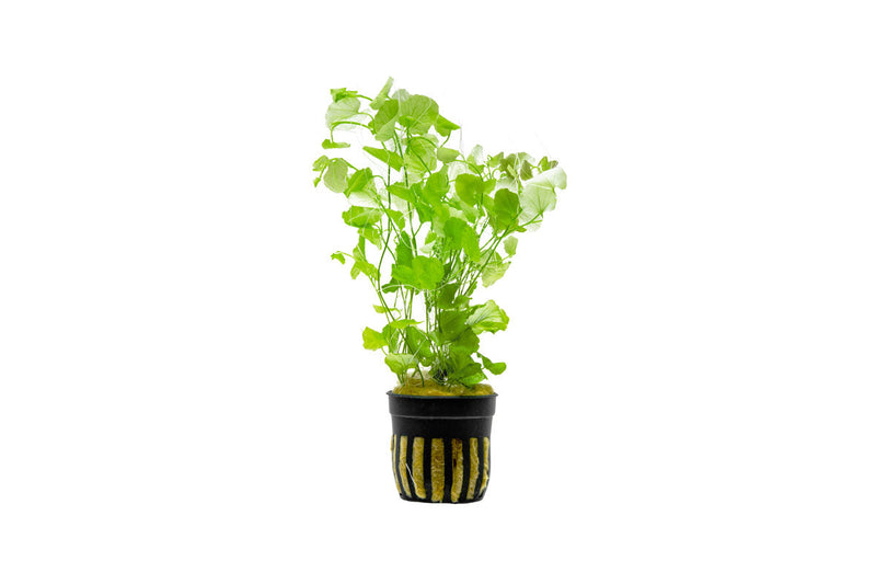 Cardamine Lyrata Aquatic Plant - Buce Plant