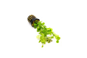 Cardamine Lyrata Aquatic Plant - Buce Plant