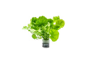 Cardamine Lyrata Aquatic Plant - Buce Plant