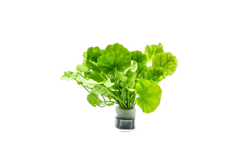 Cardamine Lyrata Aquatic Plant - Buce Plant