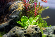 Cardamine Lyrata Aquatic Plant - Buce Plant