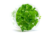 Cardamine Lyrata Vietnam UNS Tissue Culture Aquatic Plant - Buce Plant