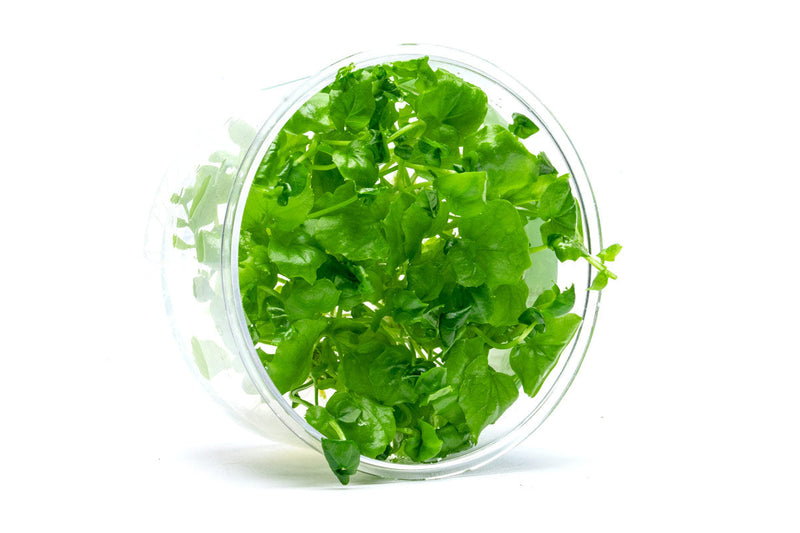 Cardamine Lyrata Vietnam UNS Tissue Culture Aquatic Plant - Buce Plant