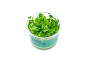 Cardamine Lyrata Vietnam UNS Tissue Culture Aquatic Plant - Buce Plant