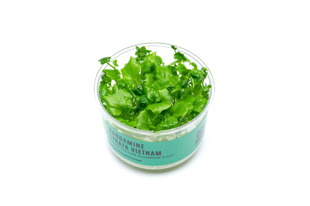 Cardamine Lyrata Vietnam UNS Tissue Culture