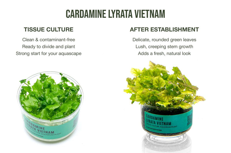 Cardamine Lyrata Vietnam UNS Tissue Culture