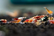 JA Caridina Culls shrimp, showcasing a variety of small, colorful freshwater shrimp with distinctive markings.