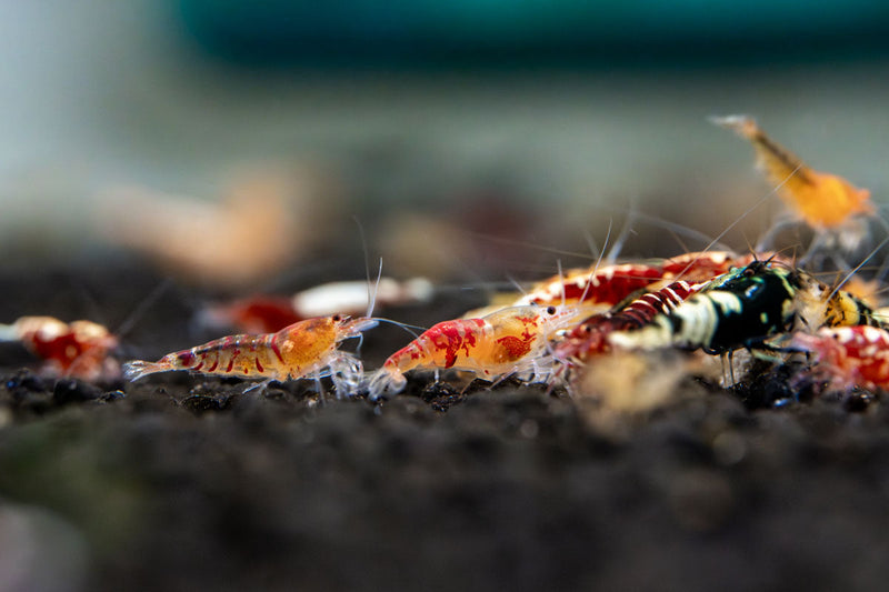 JA Caridina Culls shrimp, showcasing a variety of small, colorful freshwater shrimp with distinctive markings.