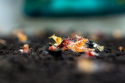 JA Caridina Culls shrimp resting on aquatic plants, showcasing vibrant colors and delicate features in a freshwater aquarium setting.