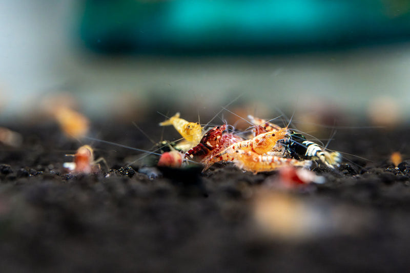JA Caridina Culls shrimp resting on aquatic plants, showcasing vibrant colors and delicate features in a freshwater aquarium setting.