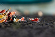 JA Caridina Culls shrimp, small freshwater shrimp with varied colors, ideal for aquariums and tank hobbyists.