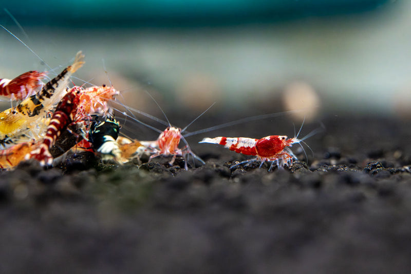 JA Caridina Culls shrimp, small freshwater shrimp with varied colors, ideal for aquariums and tank hobbyists.